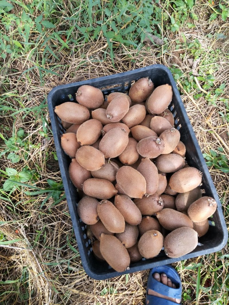 松柏猕猴桃基地，欢迎各界老板前来选购