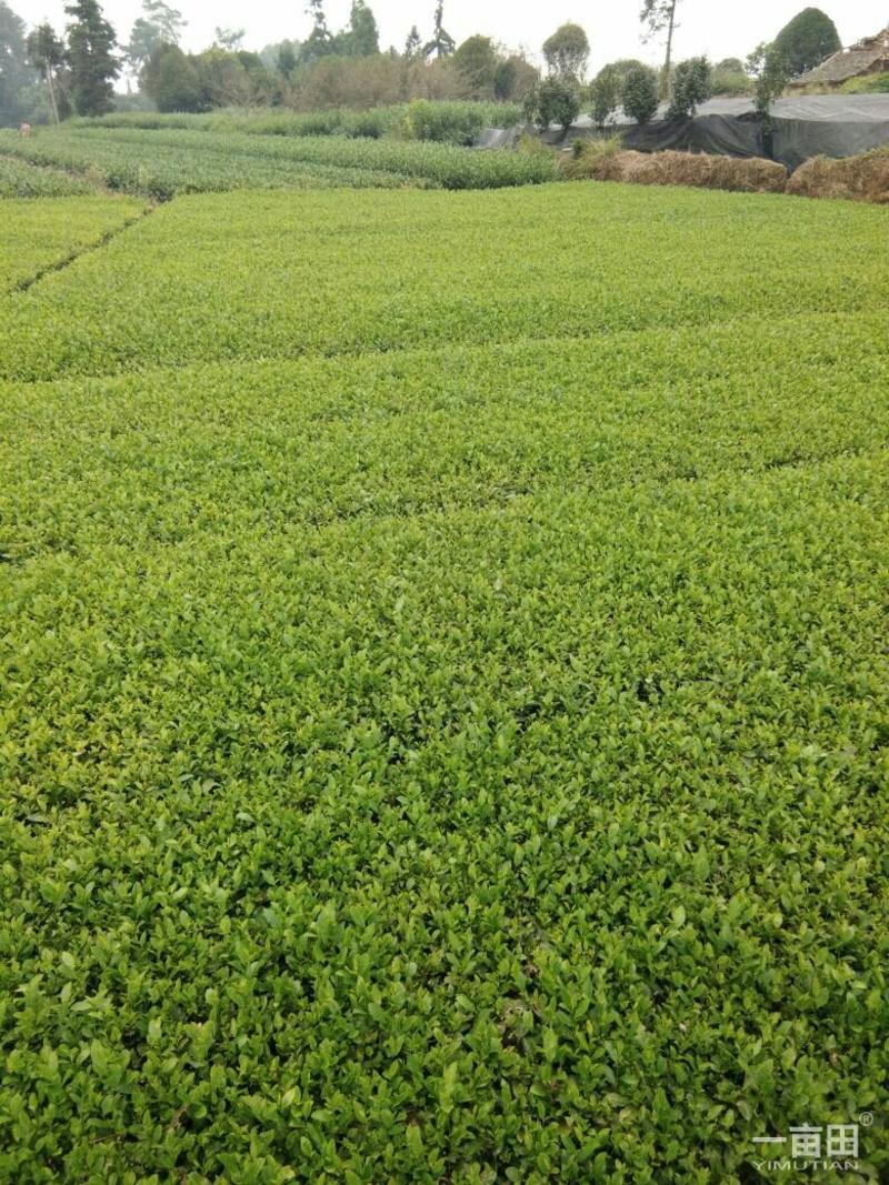 茶树苗无性系扦插苗产地直发品种纯正，根系发达成活率高