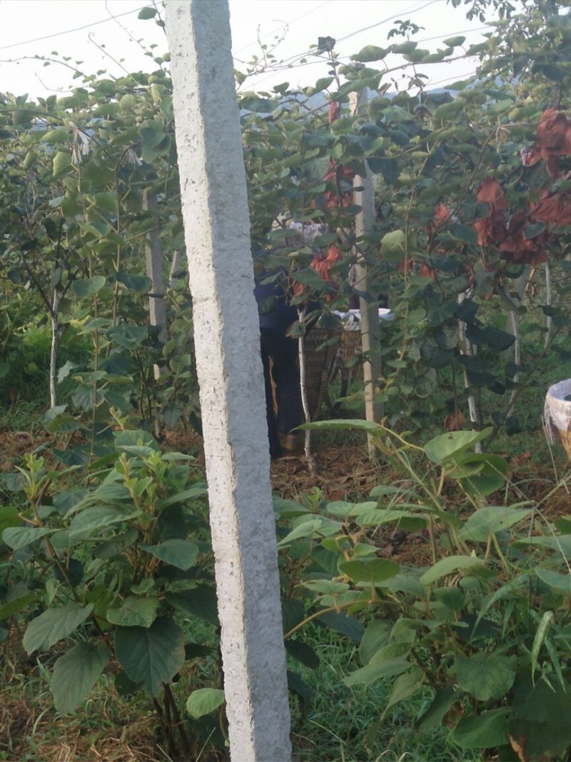 苍溪土特产红心猕猴桃口感好全国包邮肉绿假一赔一