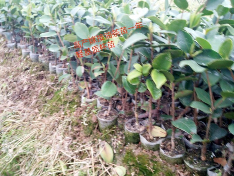 油茶苗