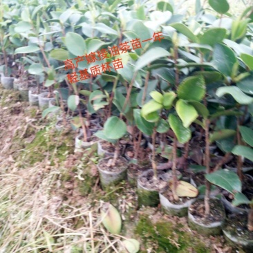 油茶苗