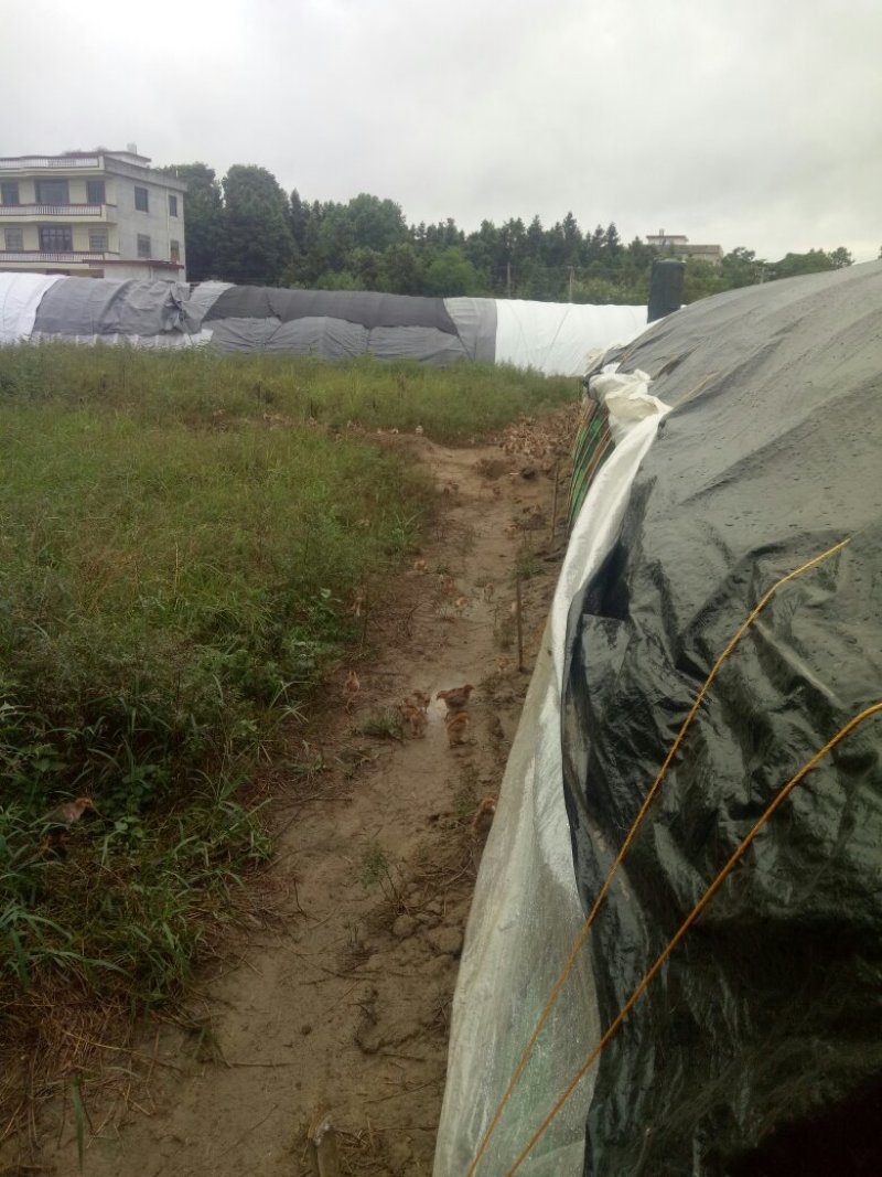 阉鸡