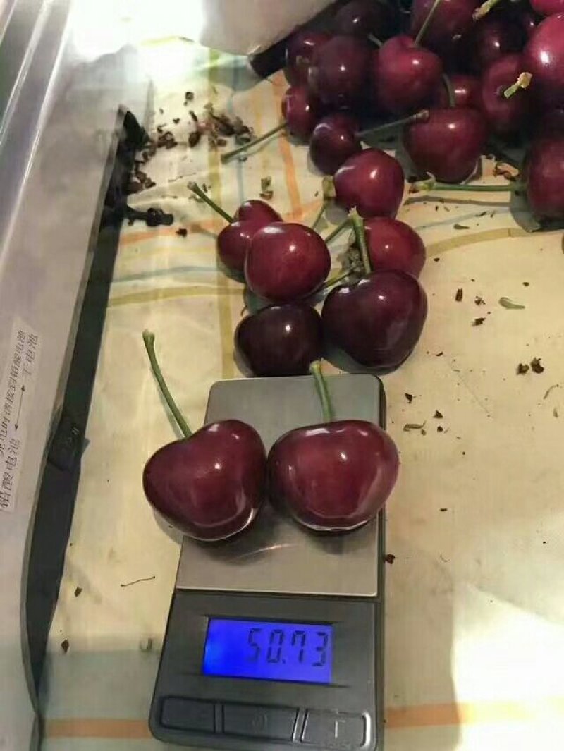 俄罗斯8号樱桃苗基地直供现挖现卖规格齐全