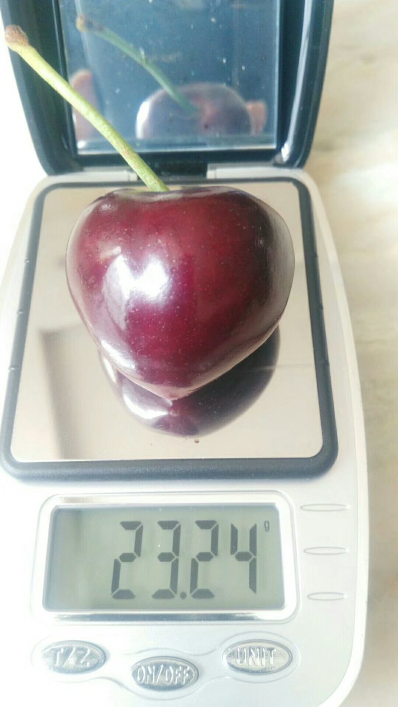 俄罗斯8号樱桃苗基地直供现挖现卖规格齐全