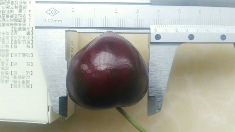 俄罗斯8号樱桃苗基地直供现挖现卖规格齐全