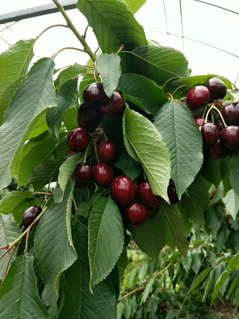 俄罗斯8号樱桃苗基地直供现挖现卖规格齐全