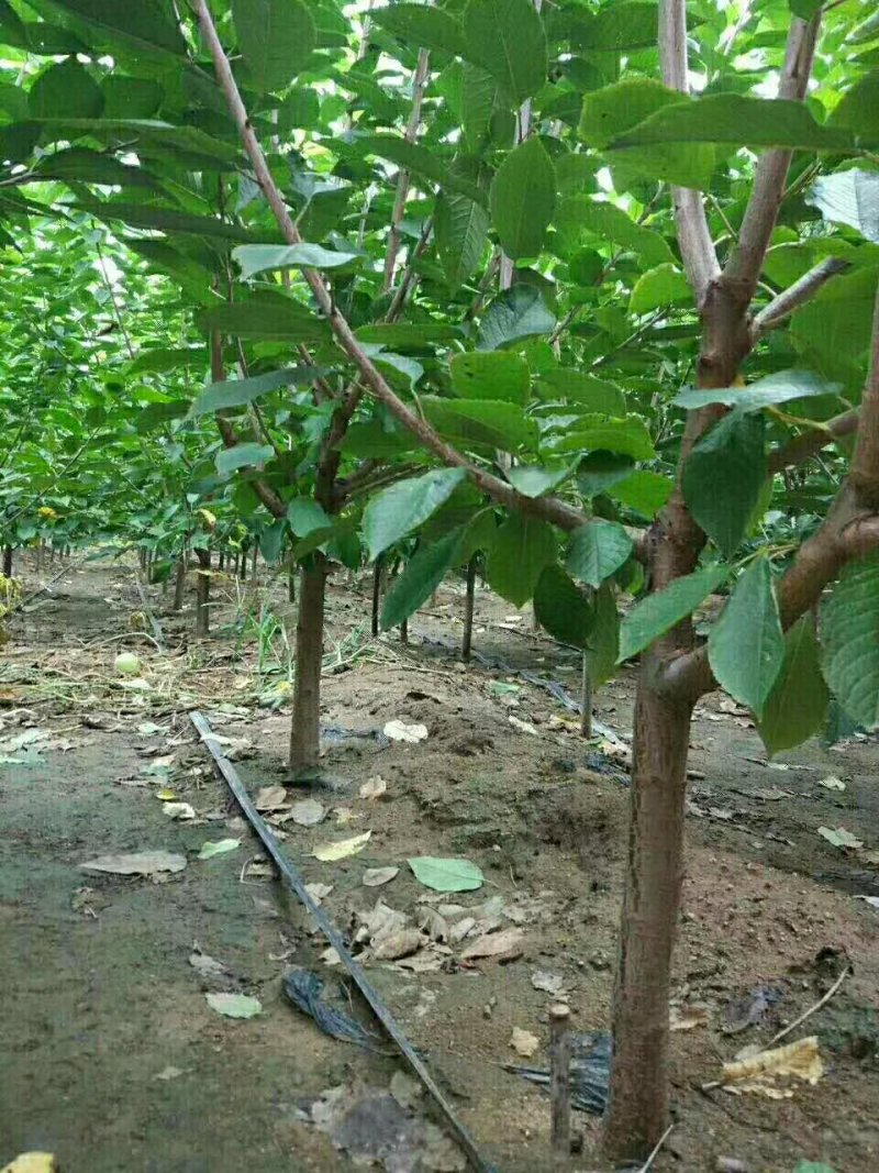 俄罗斯8号樱桃苗基地直供现挖现卖规格齐全