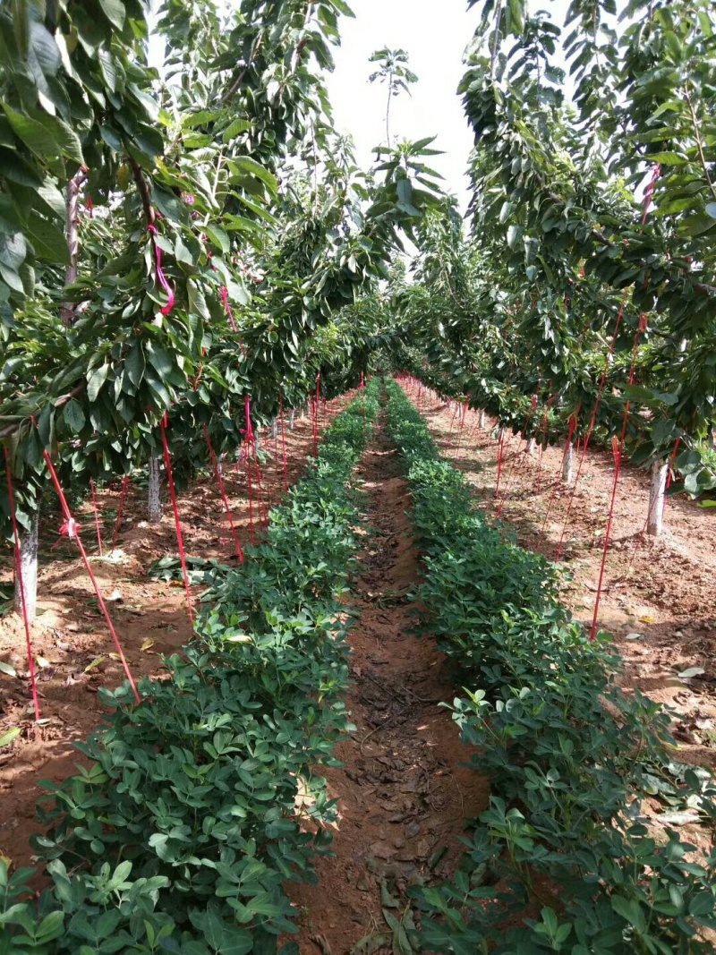 俄罗斯8号樱桃苗基地直供现挖现卖规格齐全