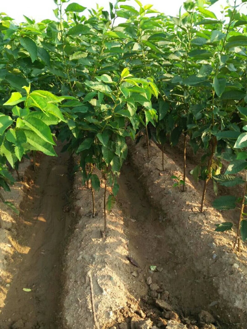 俄罗斯8号樱桃苗基地直供现挖现卖规格齐全