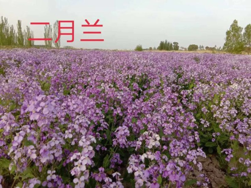 二月兰种子