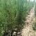 侧柏苗包成活技术指导量大签约发苗死苗补发