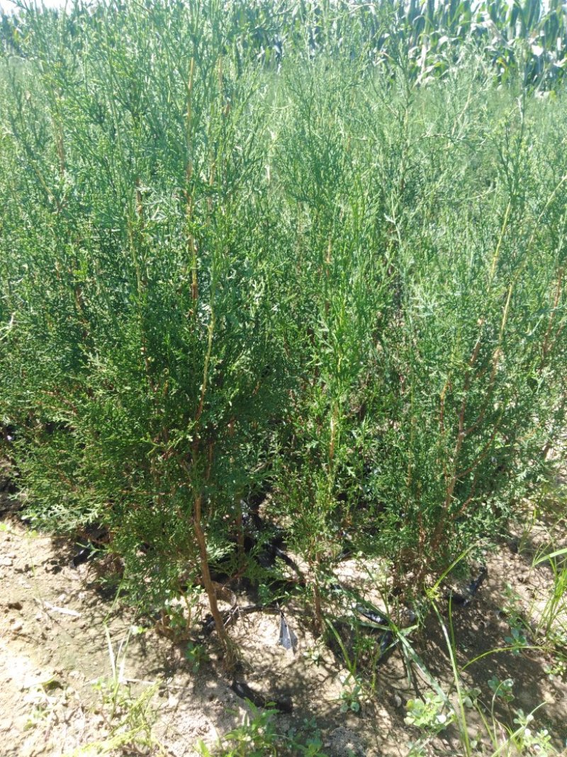 侧柏苗包成活技术指导量大签约发苗死苗补发