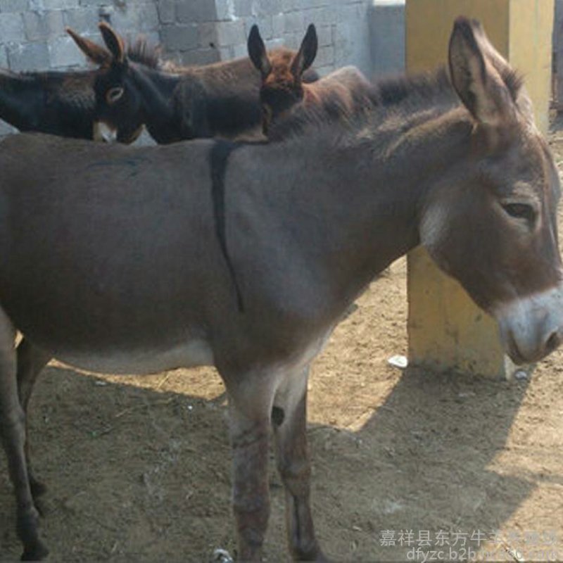 本场常年出售驴苗，成驴，免费送货，货到付款。