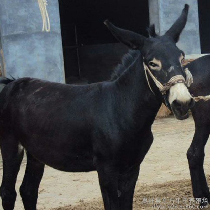 本场常年出售驴苗，成驴，免费送货，货到付款。