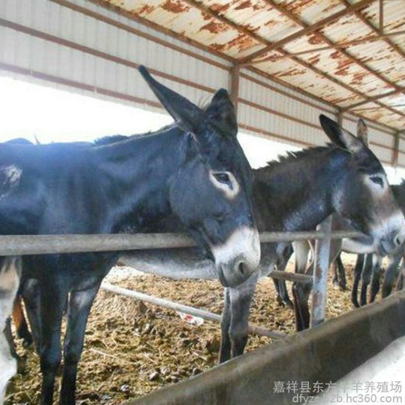 本场常年出售驴苗，成驴，免费送货，货到付款。