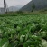 代办甘蓝大白菜