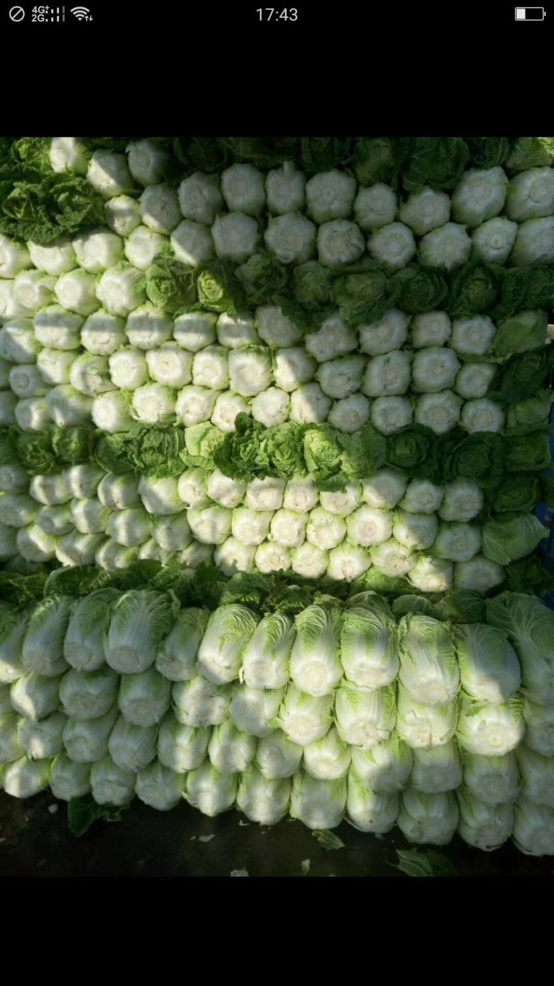 代办甘蓝大白菜