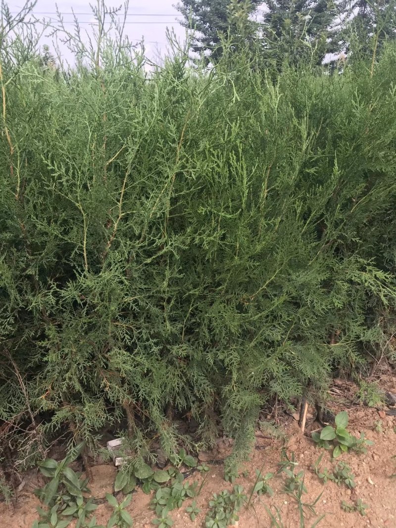 侧柏苗包成活技术指导量大签约发苗死苗补发