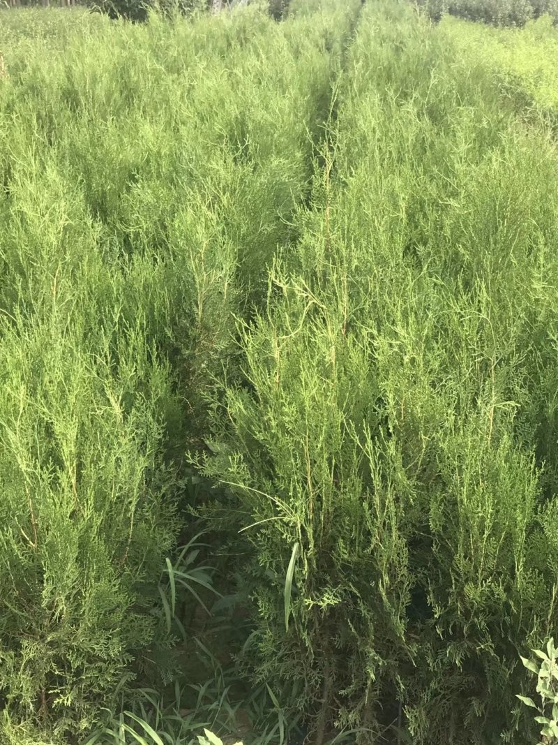 侧柏苗包成活技术指导量大签约发苗死苗补发