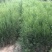 侧柏苗包成活技术指导量大签约发苗死苗补发