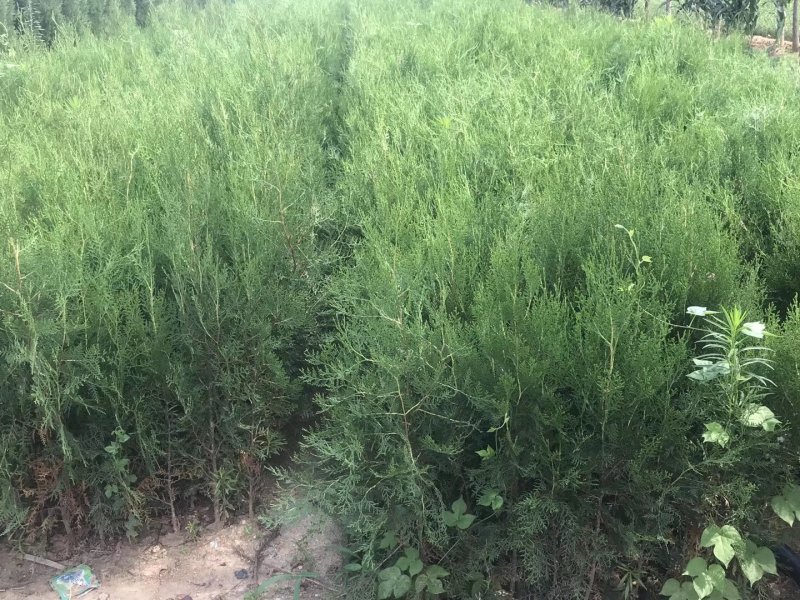侧柏苗包成活技术指导量大签约发苗死苗补发