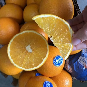 新品种橙子又甜又好吃