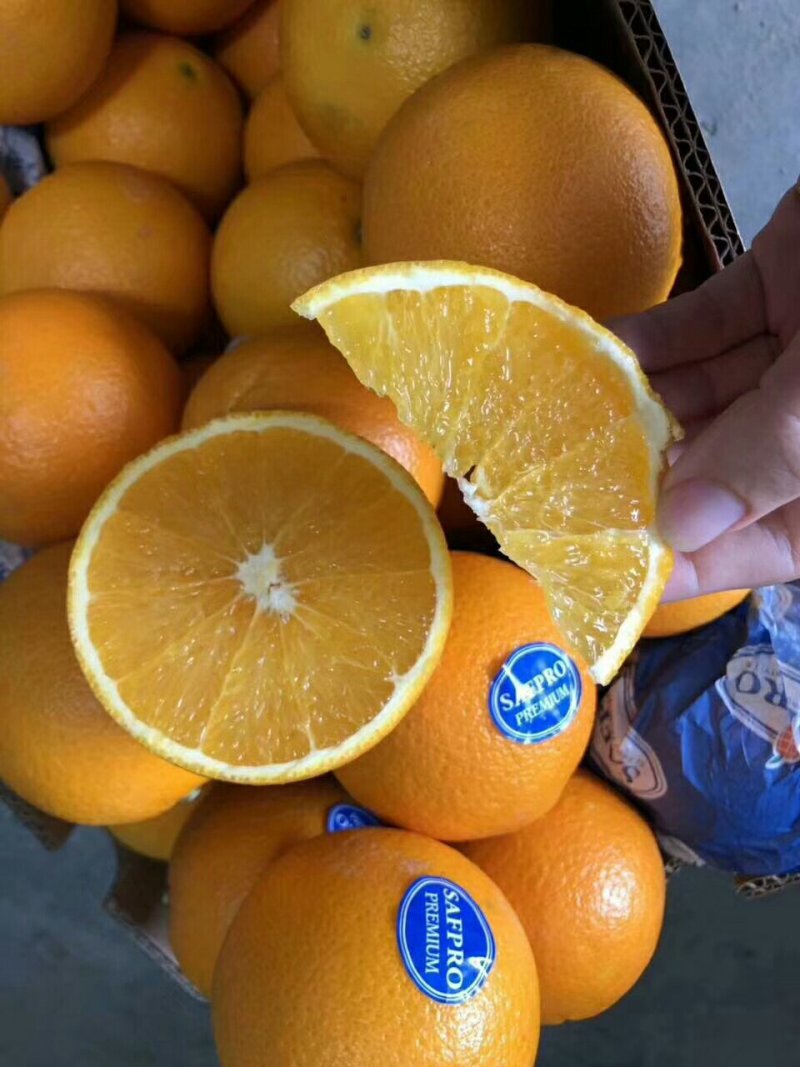 新品种橙子又甜又好吃