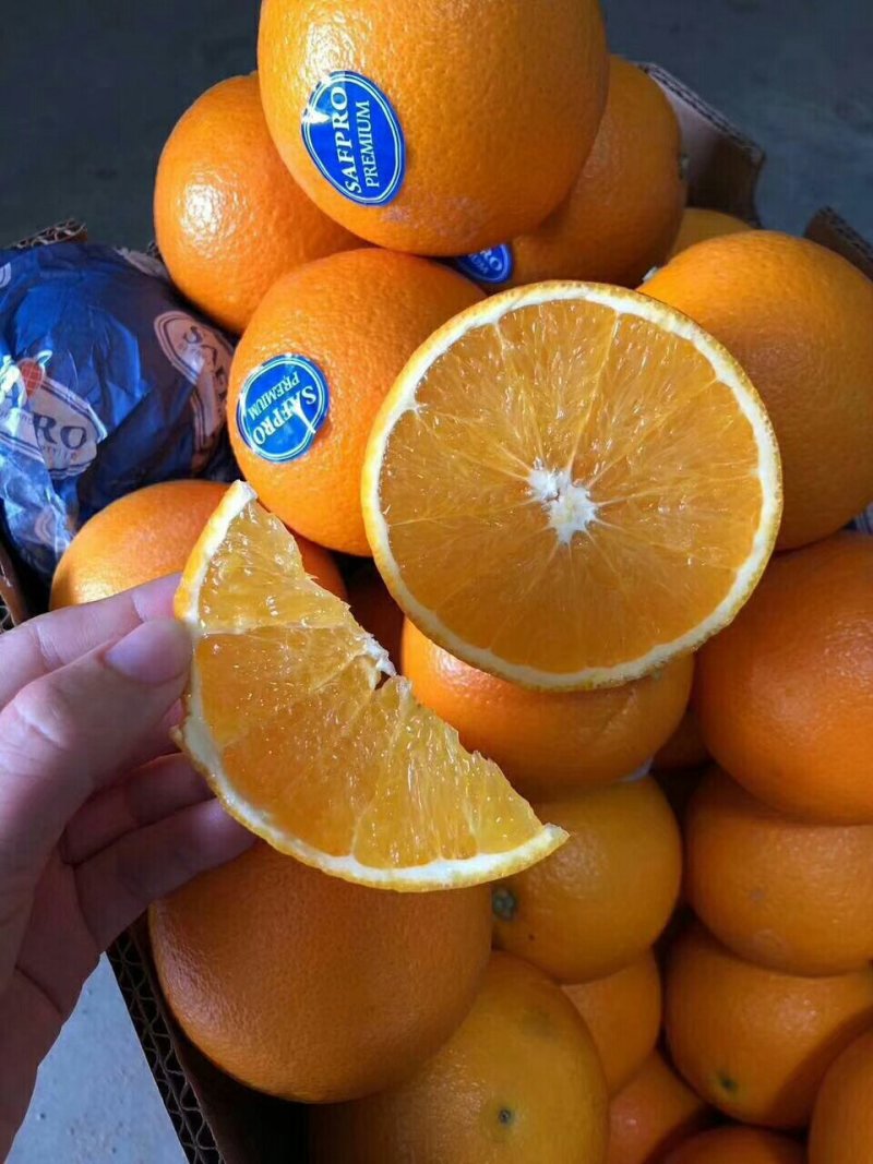 新品种橙子又甜又好吃