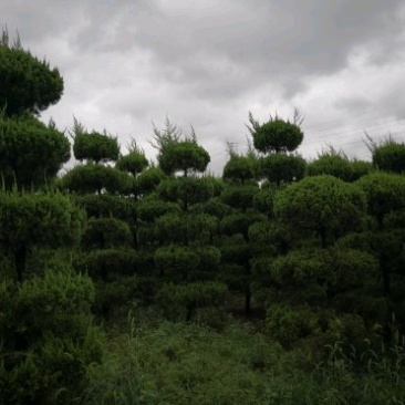 基本供应各种造型龙柏！造型松