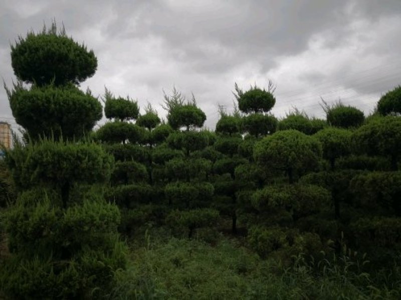 基本供应各种造型龙柏！造型松