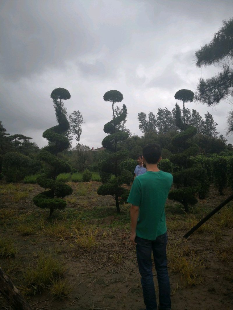 基本供应各种造型龙柏！造型松