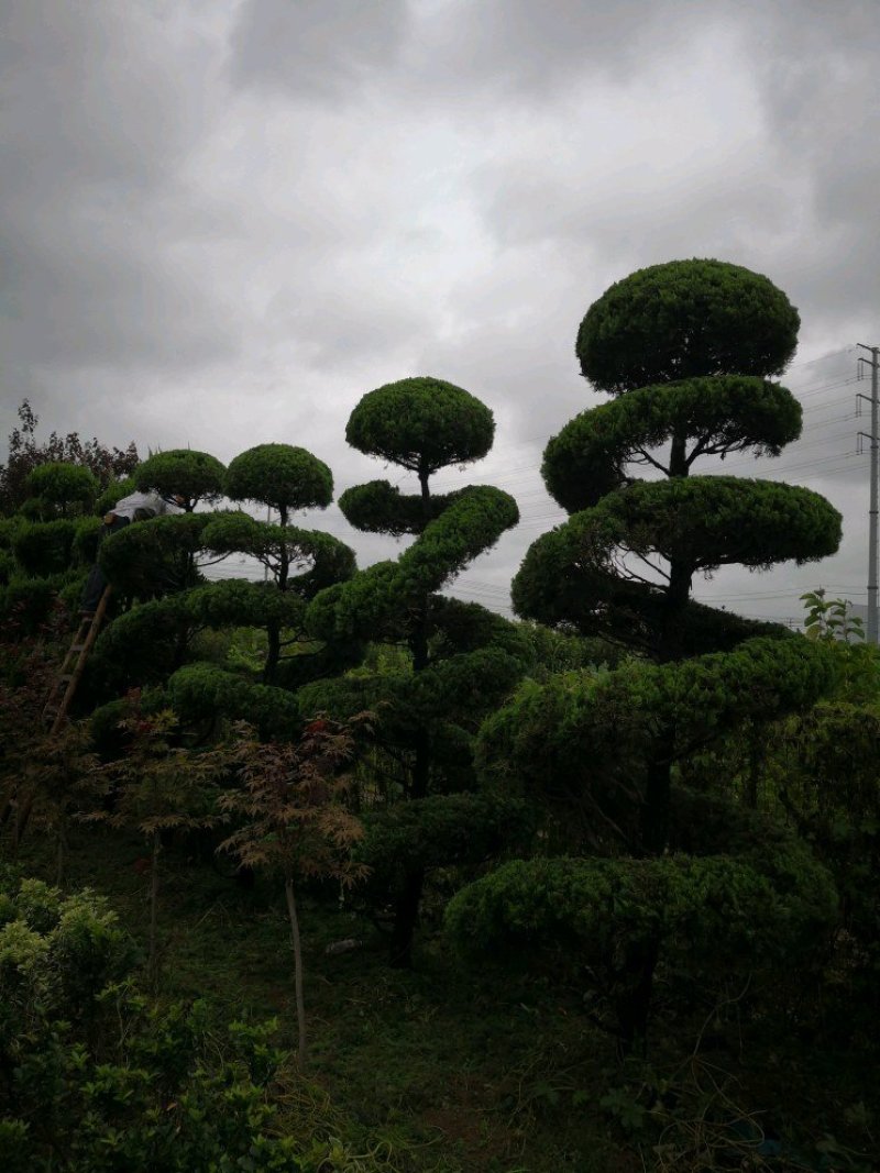 基本供应各种造型龙柏！造型松