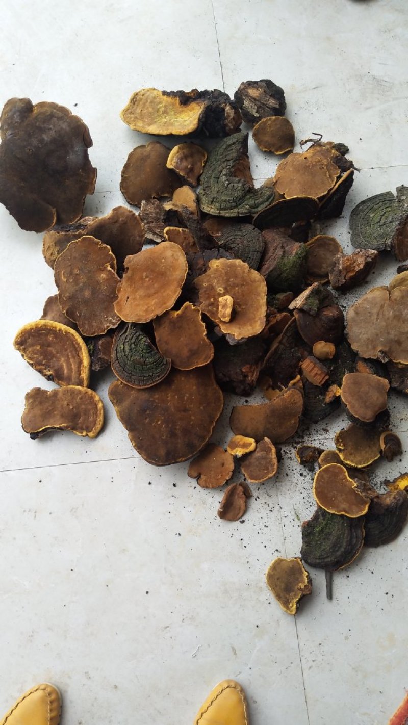 桑黄，杂黄，长期供应，通货，大货，都有。欢迎来电洽谈