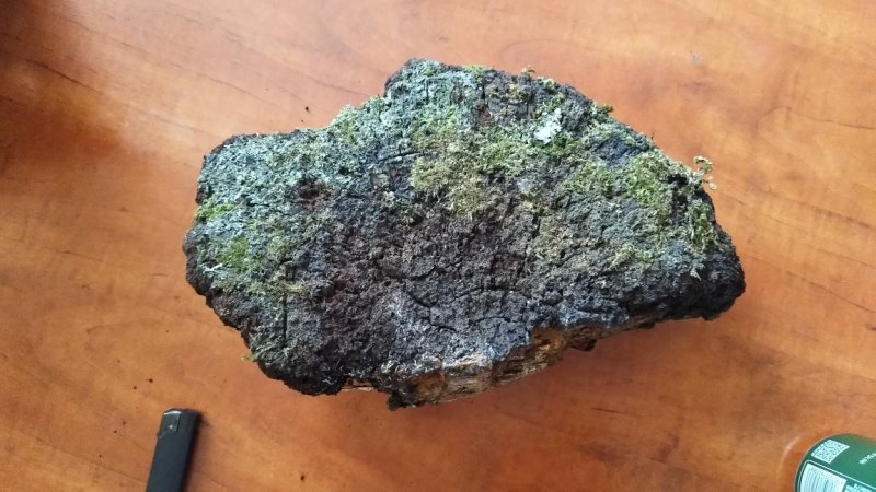 桑黄，杂黄，长期供应，通货，大货，都有。欢迎来电洽谈