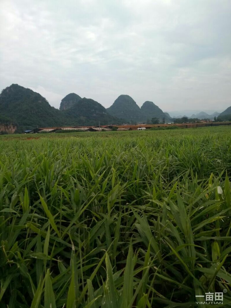 小黄姜