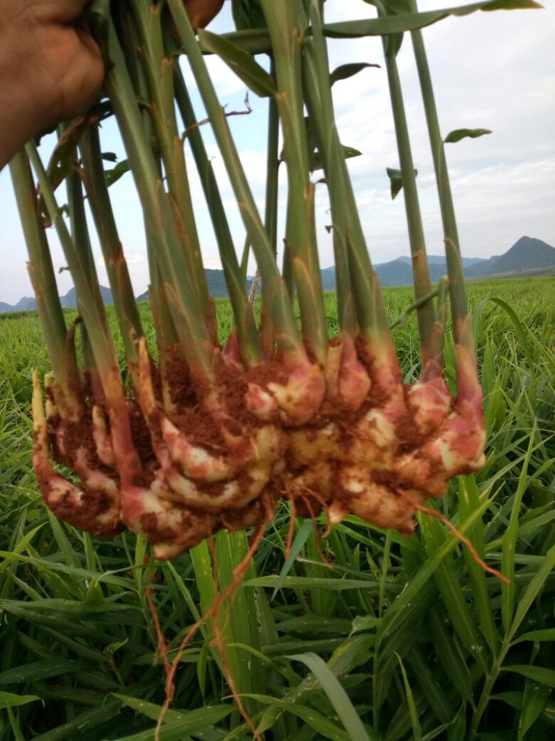 小黄姜