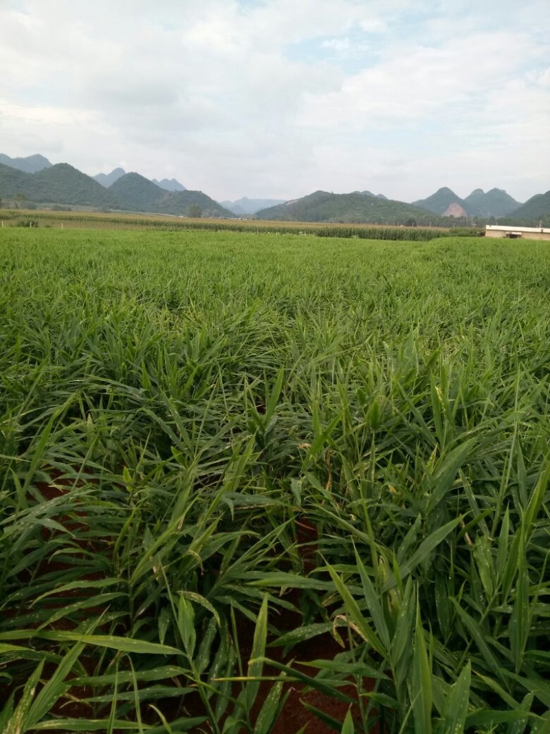 小黄姜