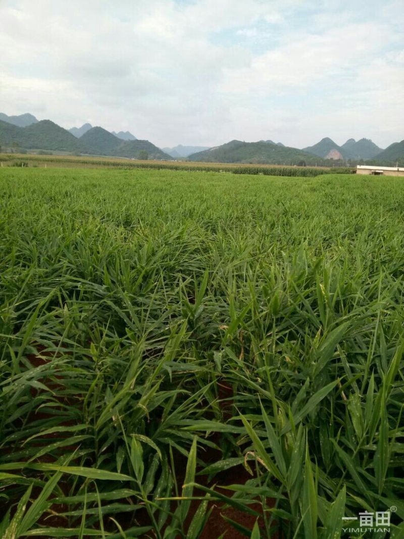 小黄姜