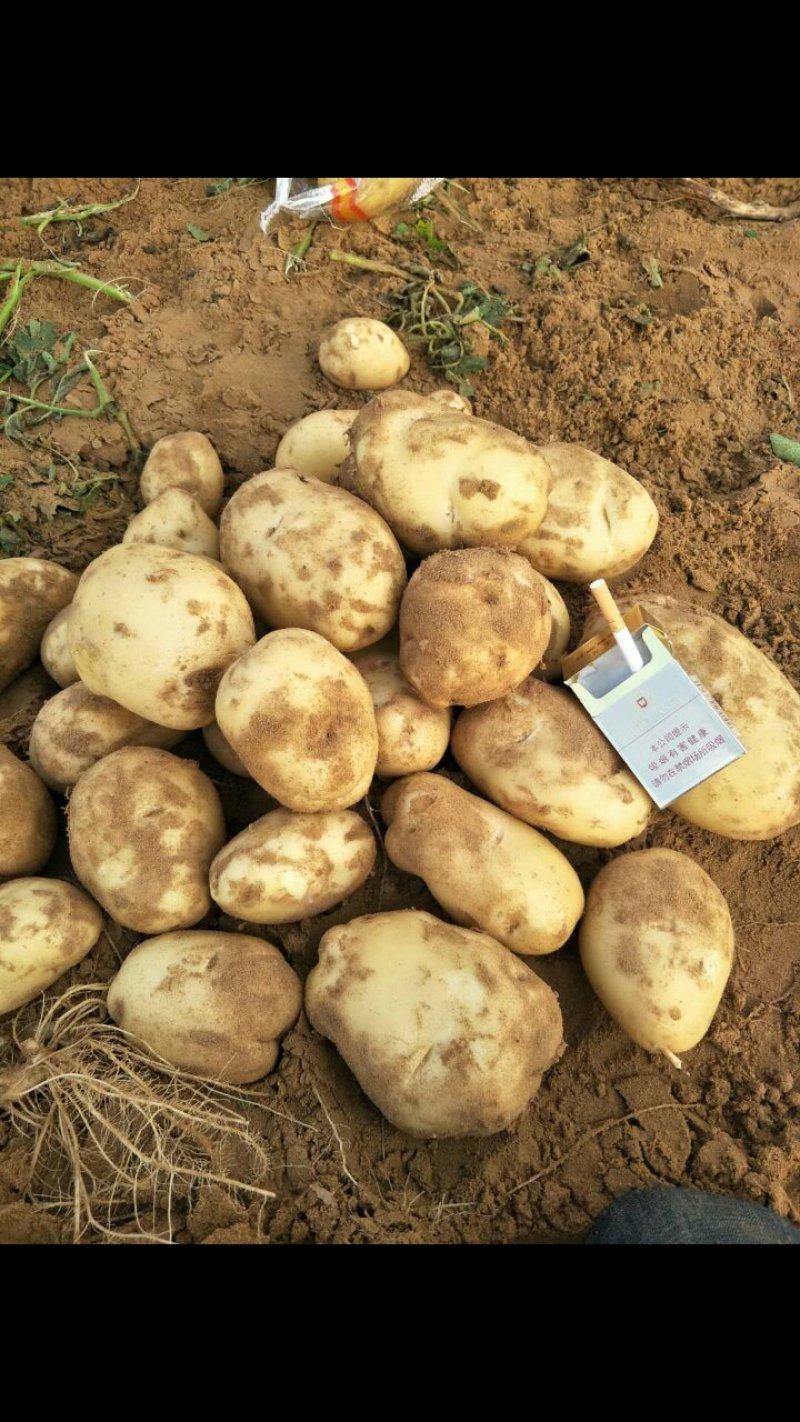 226，荷兰十五，希森