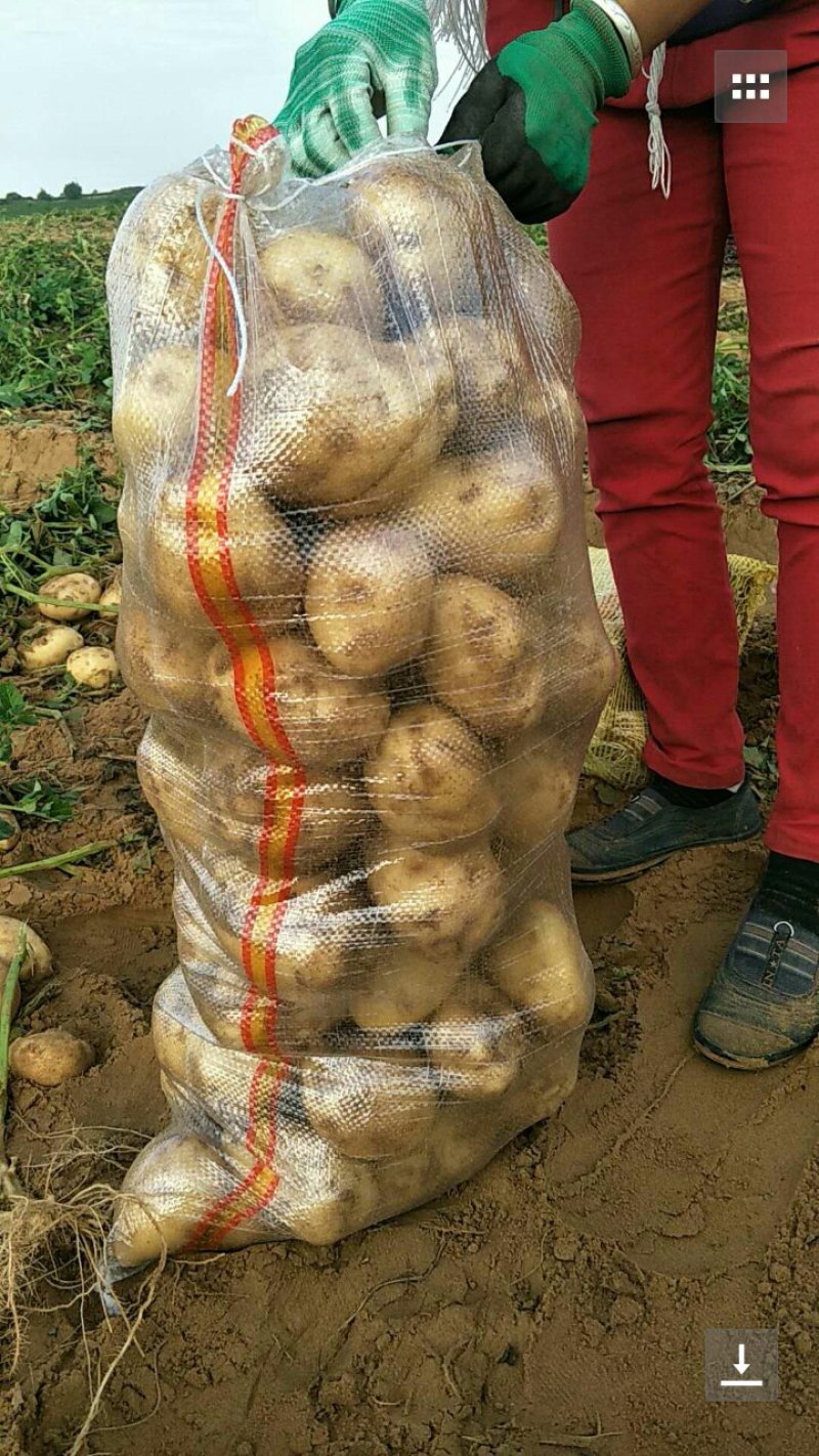 226，荷兰十五，希森