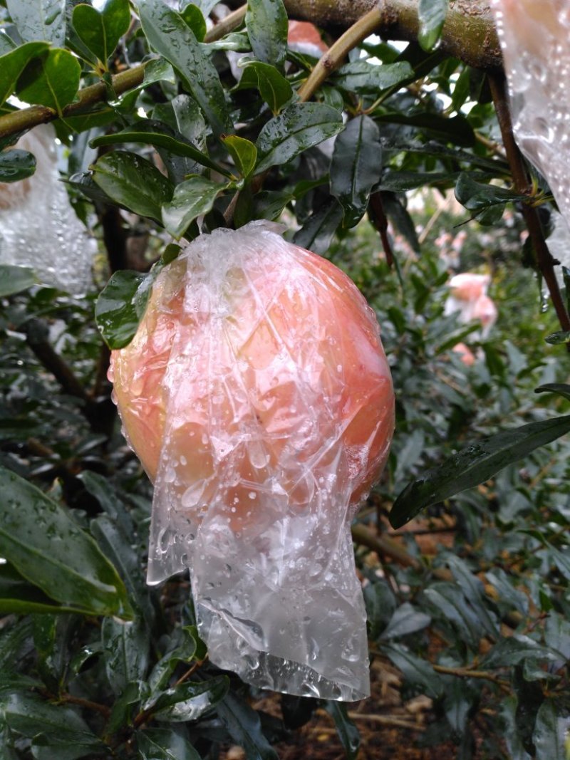 蒙自市一级果光颜石榴