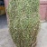 龙胆草小龙胆草红花龙胆草