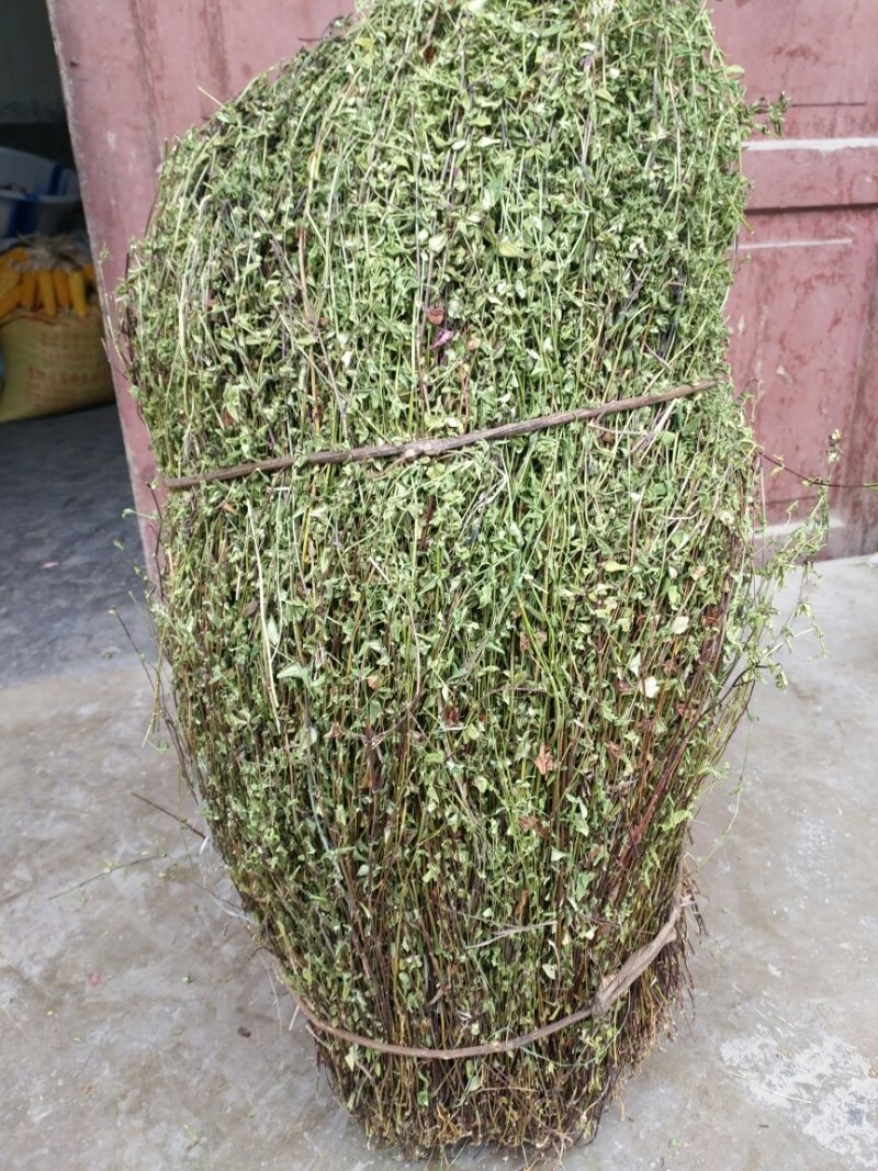 龙胆草小龙胆草红花龙胆草
