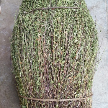龙胆草小龙胆草红花龙胆草