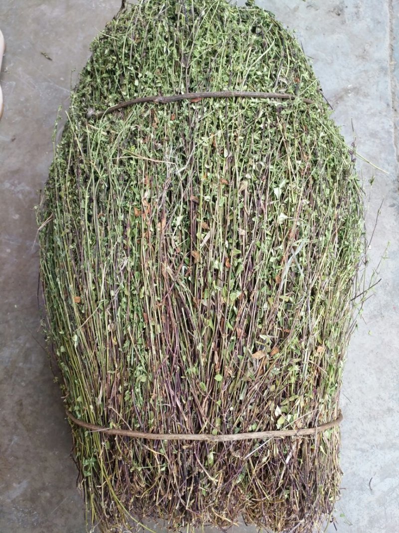 龙胆草小龙胆草红花龙胆草