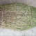 龙胆草小龙胆草红花龙胆草