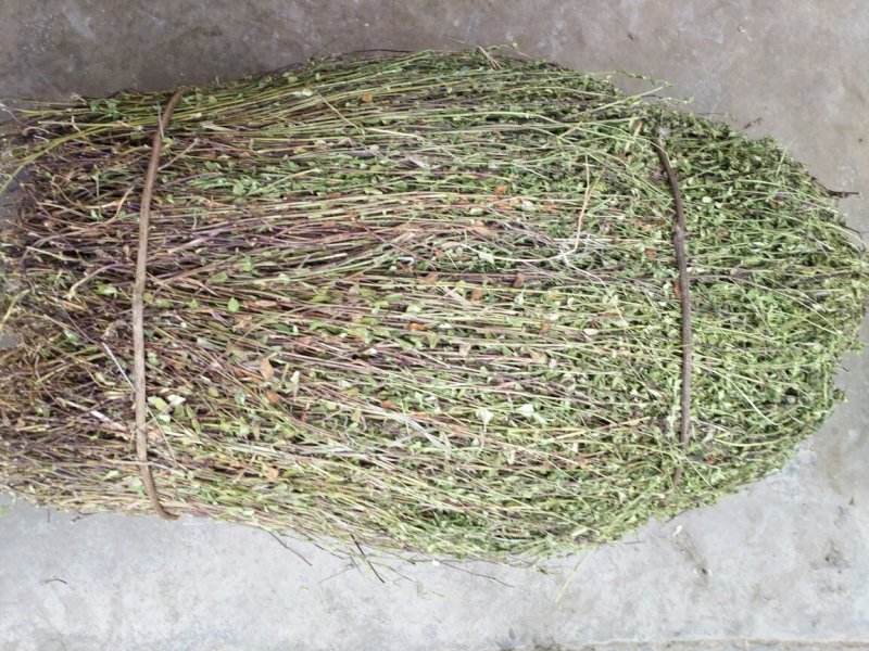 龙胆草小龙胆草红花龙胆草