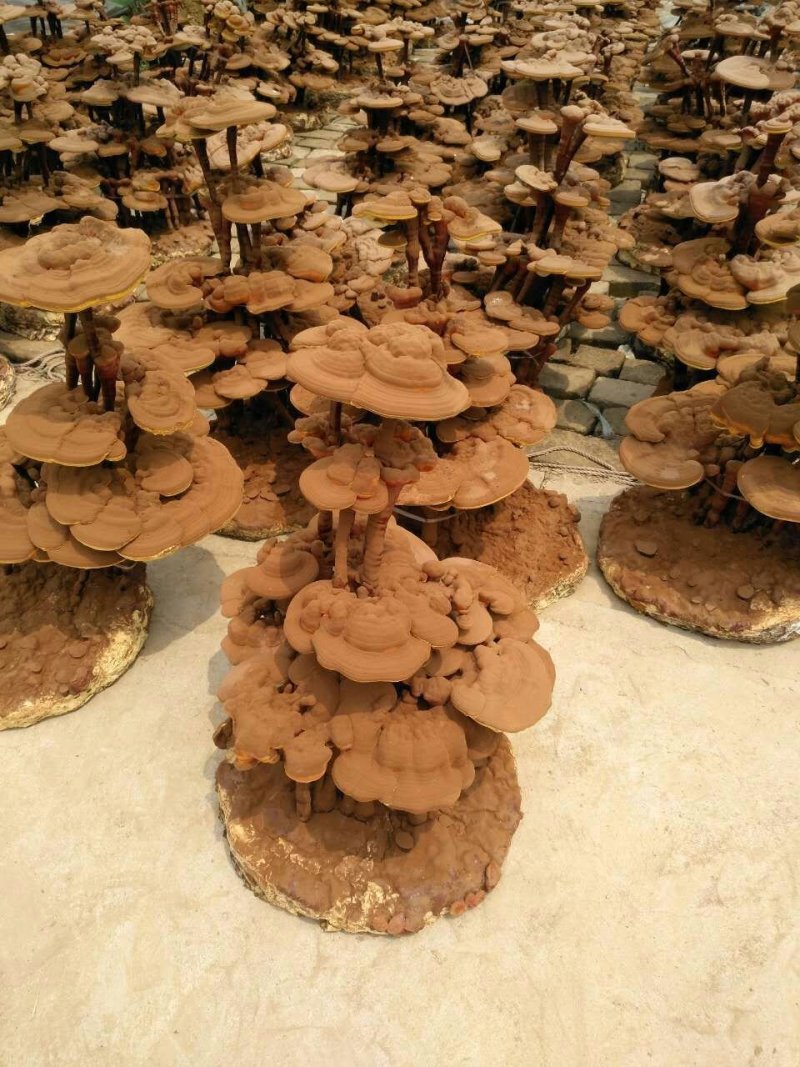 灵芝切片大货供应各种灵芝产品…