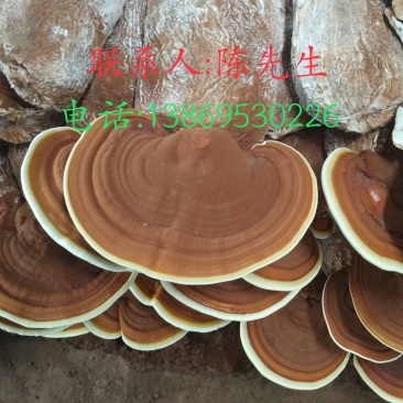 灵芝切片大货供应各种灵芝产品…