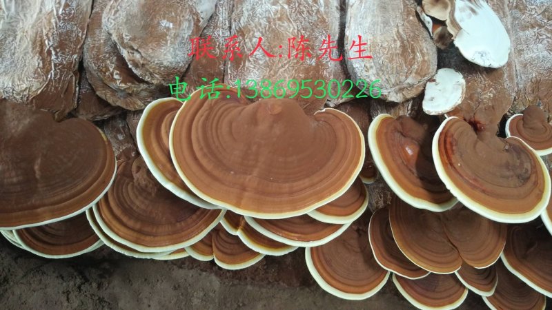 灵芝切片大货供应各种灵芝产品…